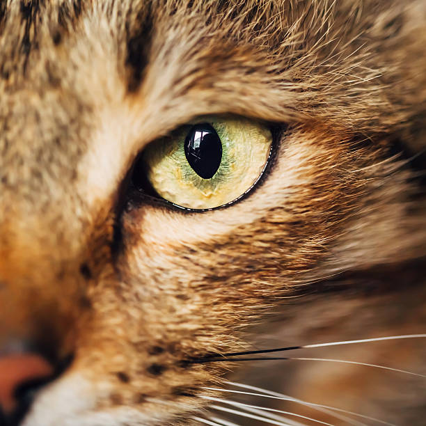 istock Close Up Portrait Tabby Male Kitten Cat 483471718