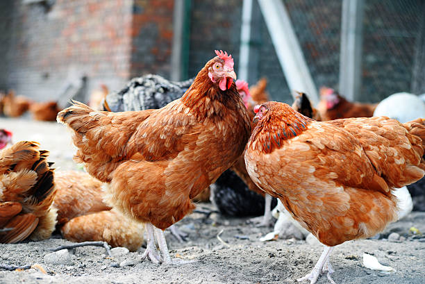 istock Chickens on traditional free range poultry farm 483474022