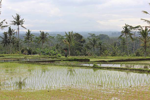istock Rice field in Indonesia 483474070