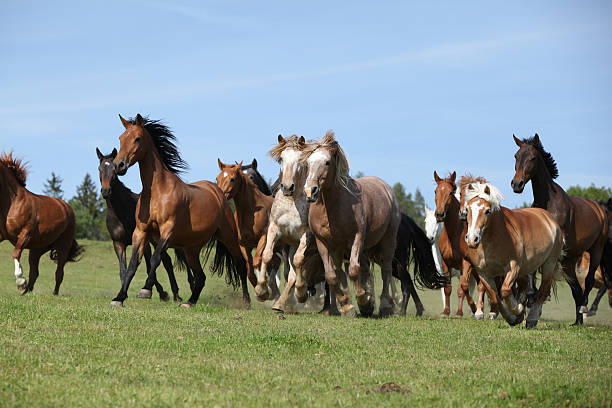 istock Very various batch of horses running on pasturage 483474518