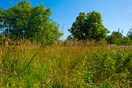Tall grasses in a field in summer