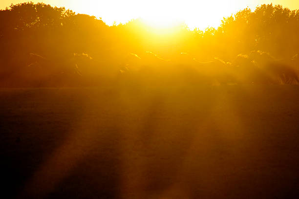 istock Running horses on a summer evening at sunset 483475216