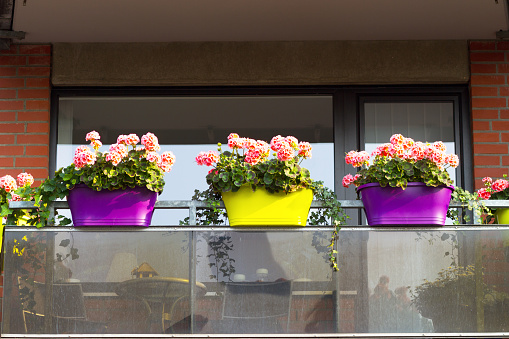 Modern balcony with glassy facade and purple and yellow flower pots and pink flowers. Germany.