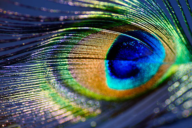 istock Abstract macro peacock feather, blur, multicolored vivid color 483475626