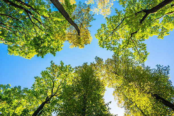 istock The crown of autumn trees 483475628