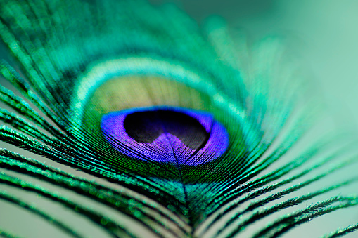 Peacock in close up