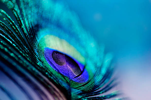 abstract macro peacock feather, blur, multicolored vivid color - 藍孔雀 個照片及圖片檔