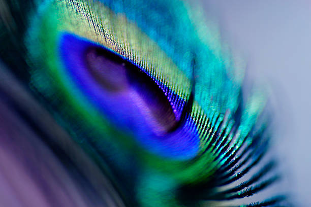 istock Abstract macro peacock feather, blur, multicolored vivid color 483475704