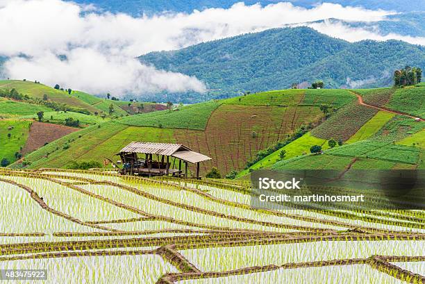 Beautiful Morning Scenic View With Fog And Cottage Stock Photo - Download Image Now - 2015, Adventure, Agricultural Field