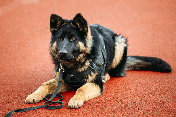 perro pastor alemán primer plano - german sheppard fotografías e imágenes de stock