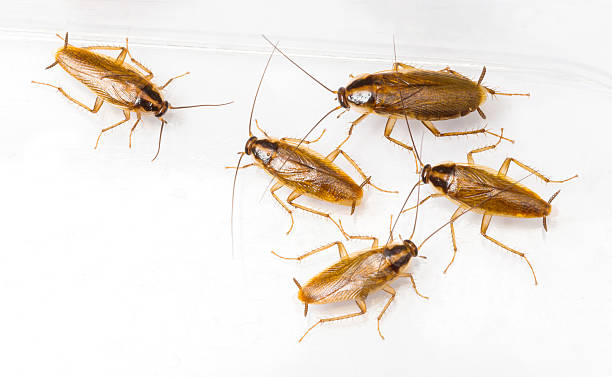 istock Blattella germanica german cockroach 483478133
