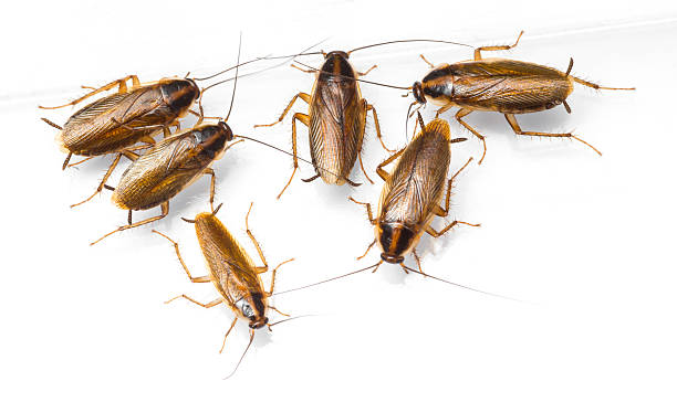 istock Blattella germanica german cockroach 483478163