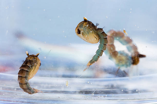 istock Mosquito pupae and larva 483478243