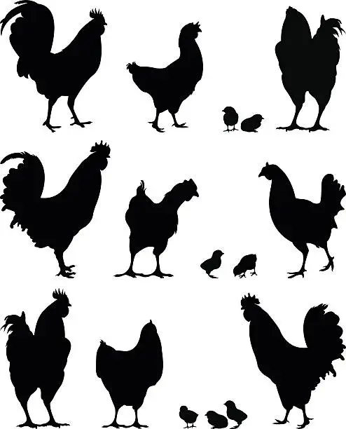 Vector illustration of chickens family silhouette