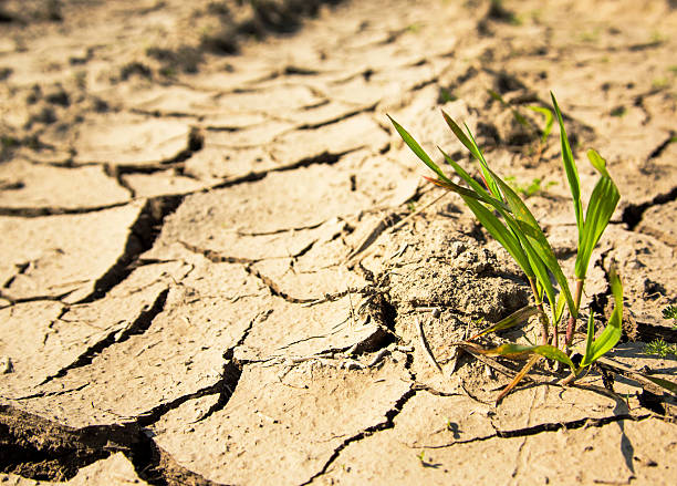 istock Plant struggling for life at drought land 483479187