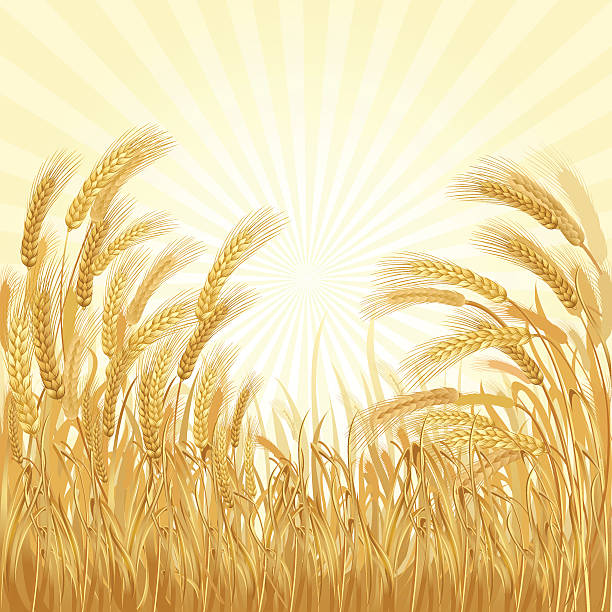 ilustrações de stock, clip art, desenhos animados e ícones de wheatfield - golden wheat