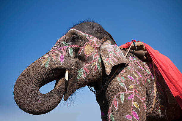 painted indian elephant for tourists ride in amber fort