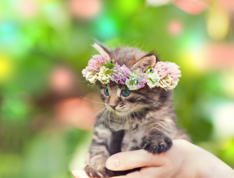 Portrait of cute kitten crowned with a chaplet of clover