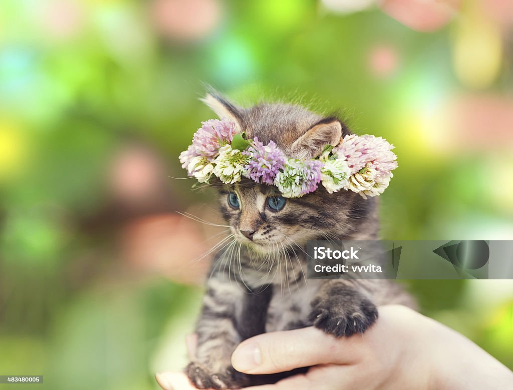 Portrait of cute kitten crowned with the chaplet of clover Portrait of cute kitten crowned with a chaplet of clover Domestic Cat Stock Photo