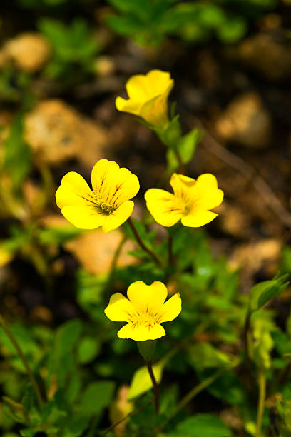 Mecardonia の花のクローズアップ、Plantaginaceae 、年次芝生 ストックフォト