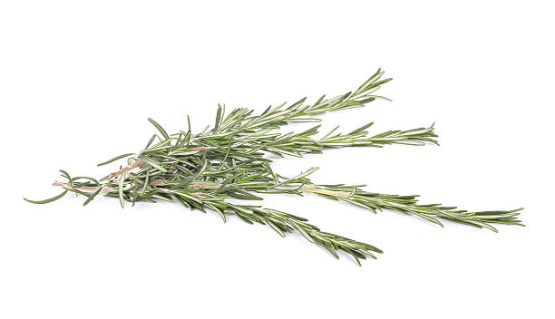 istock Twig of rosemary. 483480501