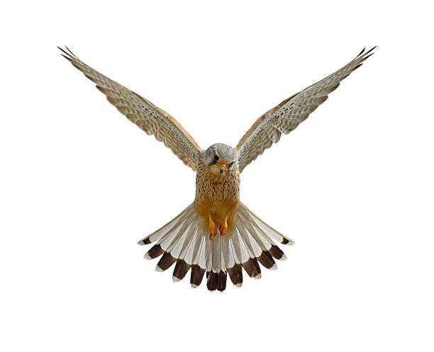 Hovering Common Kestrel Hovering common kestrel against a white background. falco tinnunculus stock pictures, royalty-free photos & images