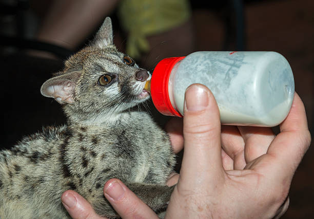 istock baby genet animal feed by bottle 483480935