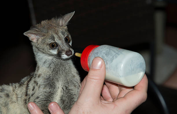 istock baby genet animal feed by bottle 483480951