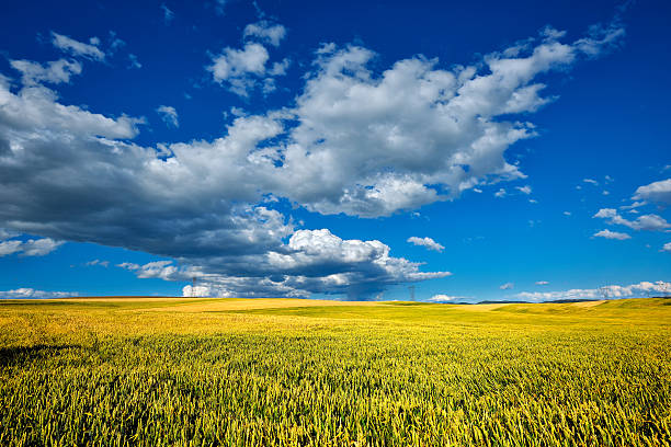 istock Wheat field in Macedonia 483481541