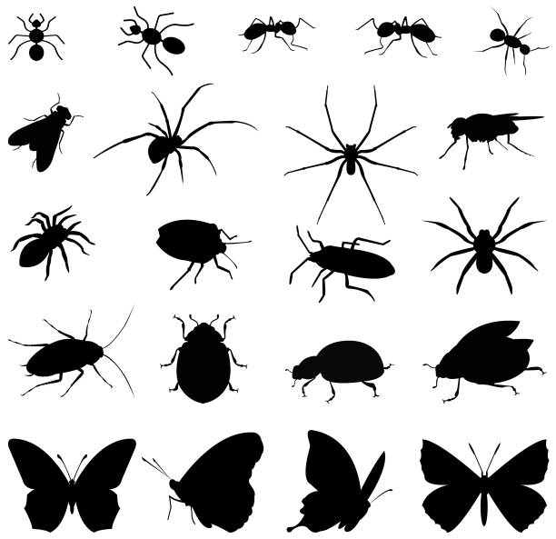 illustrazioni stock, clip art, cartoni animati e icone di tendenza di silhouette di insetti - fly flying housefly insect