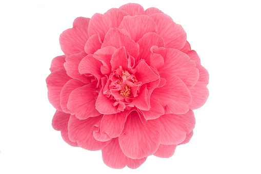 camelia blossom isolated on white