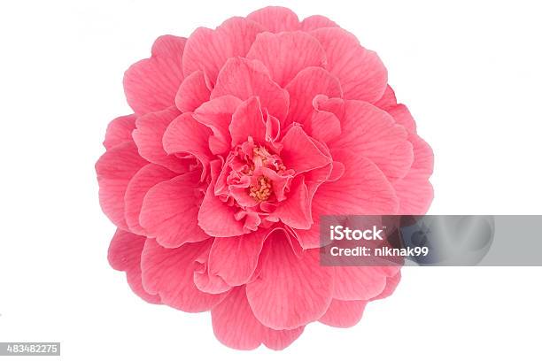 Camelia Blossom Isolated On White Stock Photo - Download Image Now - Camellia, Flower, Blossom