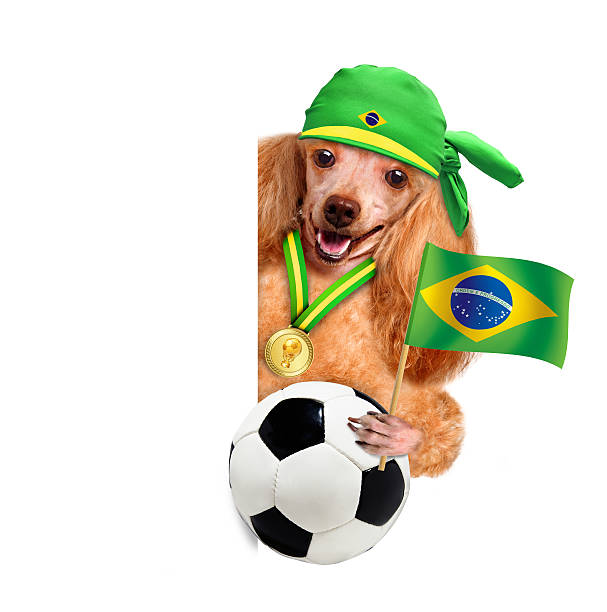 istock Dog playing football 483482621
