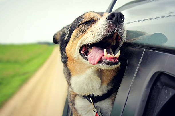 Happy Dog with Eyes Closed and Tongue Out Car Window stock photo