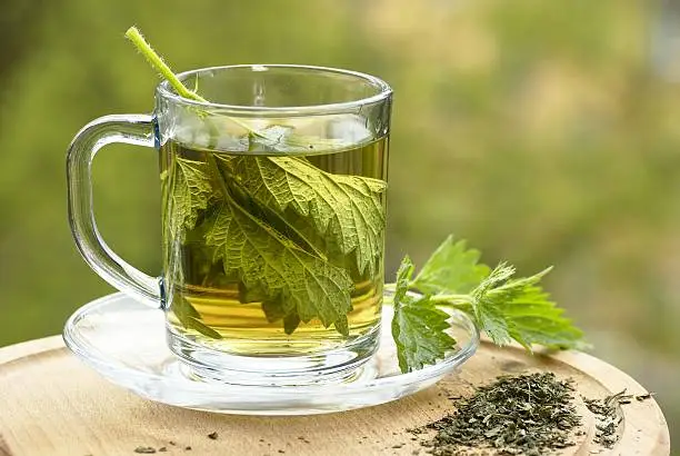 Nettle tea in glass. Fresh and dry nettle.