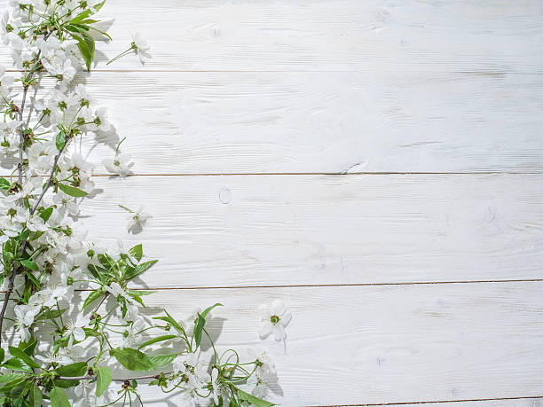 istock Blooming cherry twig over old wooden table. 483483012