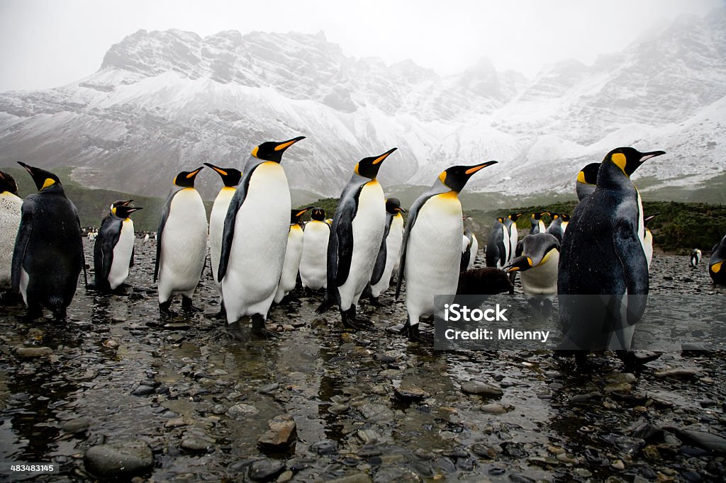 Penguins mit King-Size-Bett - Lizenzfrei Abwarten Stock-Foto