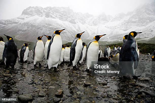 Penguins Mit Kingsizebett Stockfoto und mehr Bilder von Abwarten - Abwarten, Antarktis, Berg