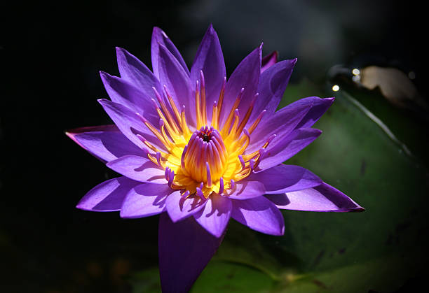 istock Blue lotus flower in moonlight 483483269