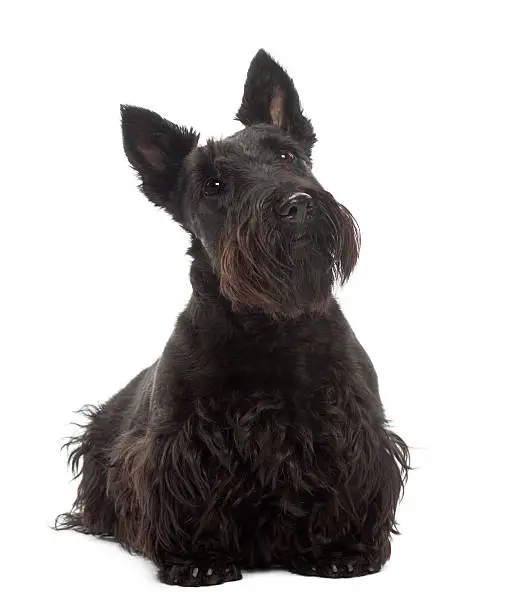 Scottish Terrier, 20 months old, standing against white background