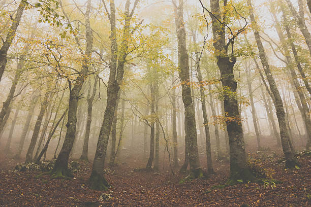 A foggy day in a wood during autumn.