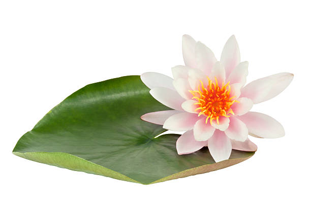 Pink Lotus flower