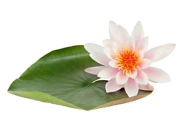 Pink Lotus flower Pink Lotus flower  with leaf isolated on white background. Clipping path included. water lily photos stock pictures, royalty-free photos & images