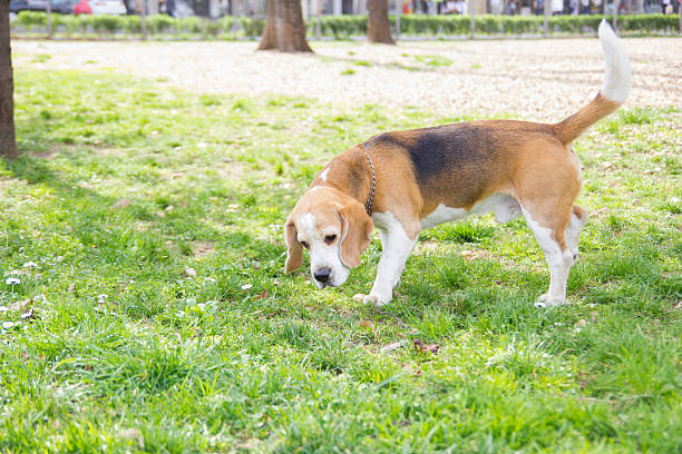 istock old dog beagle sniffing in the park 483484965