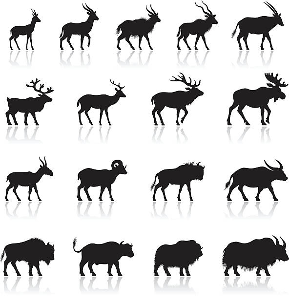 illustrazioni stock, clip art, cartoni animati e icone di tendenza di set di silhouette animali cornuta - bufalo africano