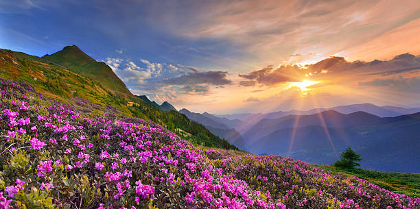 Summer landscape in the mountains. stock photo