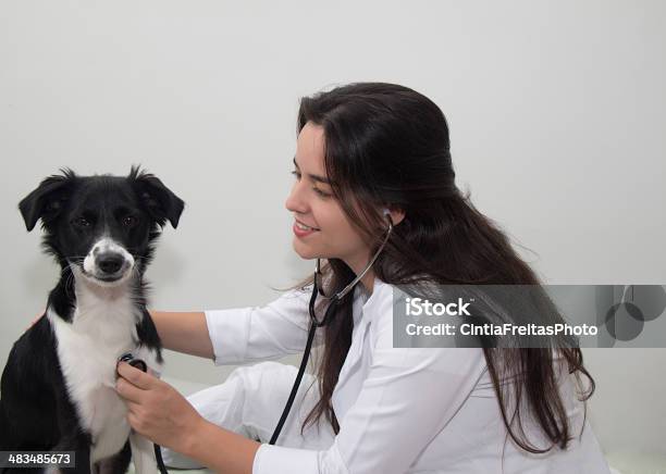 Veterinarian Doctor And A Border Collie Stock Photo - Download Image Now - Adult, Adults Only, Animal