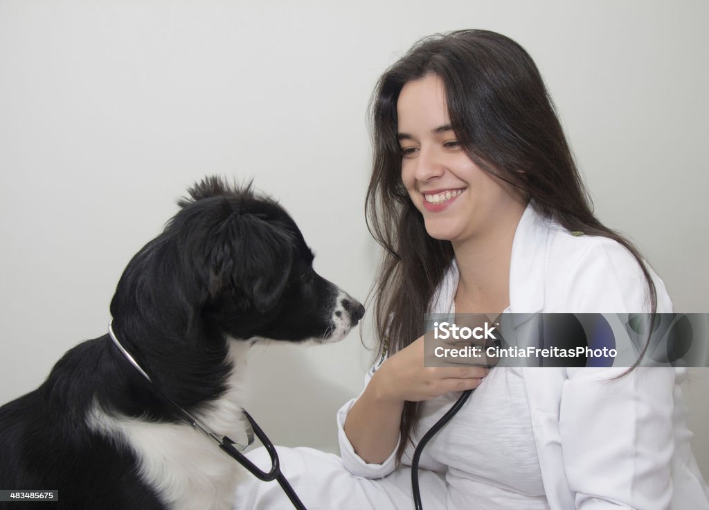 Chien examinee un vétérinaire - Photo de Adulte libre de droits