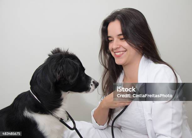 犬 Examinee 獣医 - 1人のストックフォトや画像を多数ご用意 - 1人, コントロール, ヘルスケアと医療