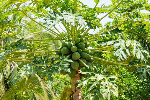 Papaya tree with a large crop of papayas.